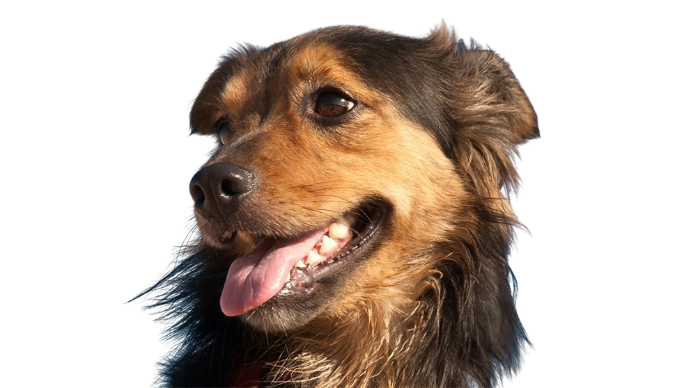 Pets e pelos finos